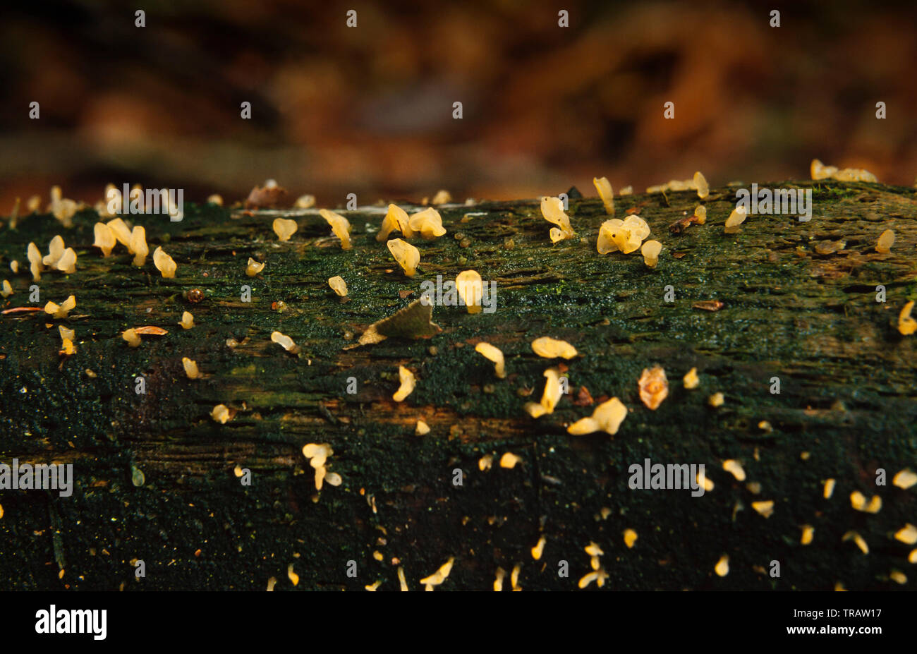 Gelee Pilz auf verrottendem Holz, evtl. Dacrymyces palmatus, Herbst, Wendover Woods, Großbritannien Stockfoto
