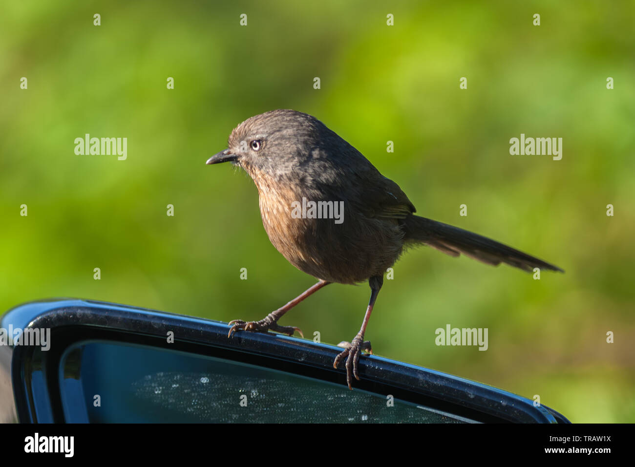 (Wrentit Chamaea fasciata) Sitzstangen auf dem Auto Rückspiegel, Point Reyes National Seashore, California, United States. Stockfoto