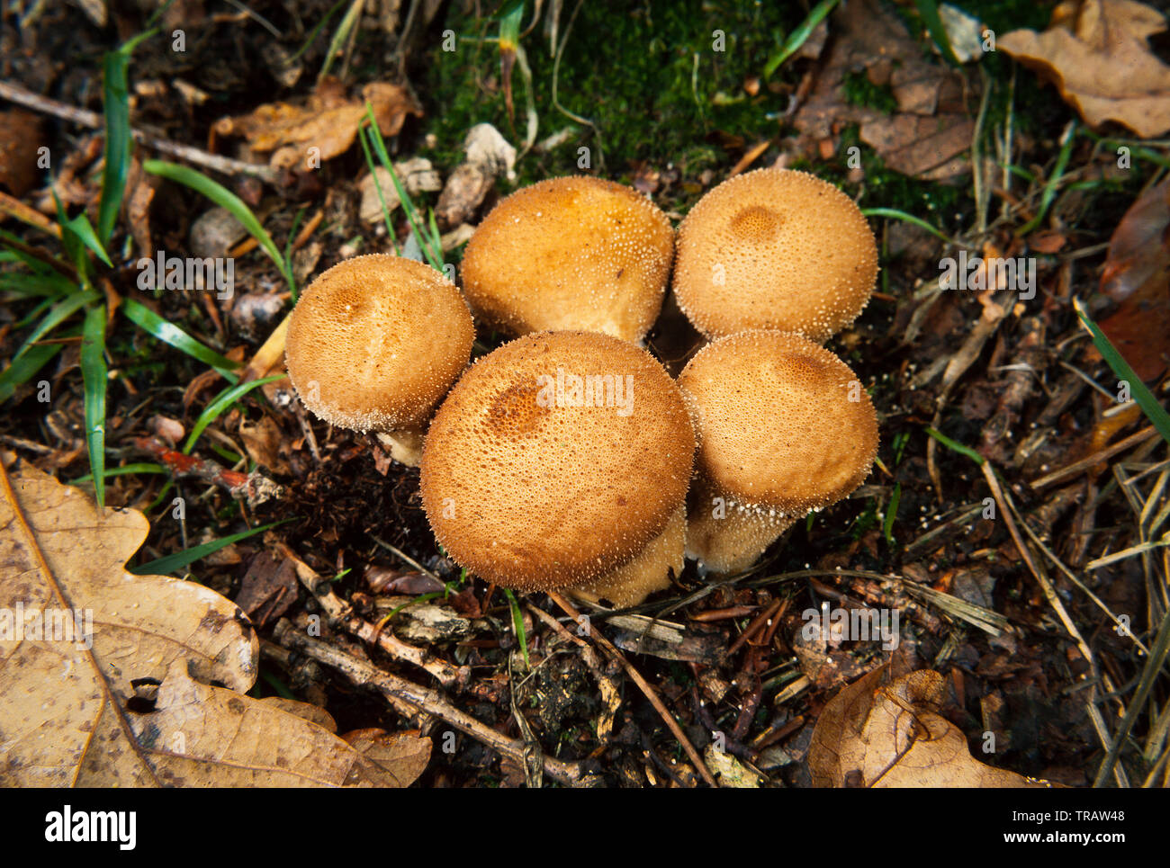 Lycoperdon perlatum, im Volksmund bekannt als die gemeinsame puffball Stockfoto
