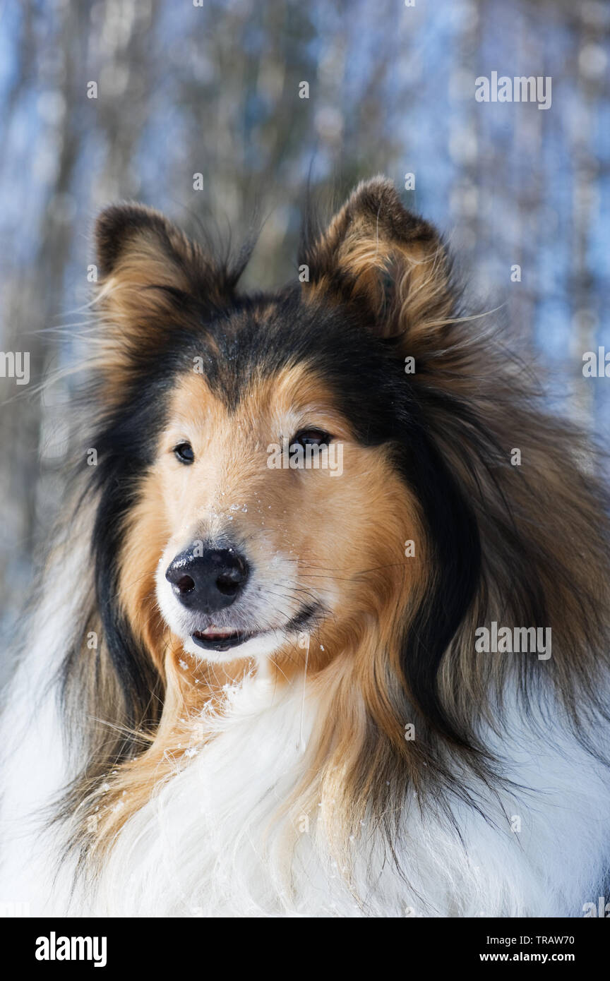 Rough Collie Portrait gegen defokussierten Wald Hintergrund. Stockfoto