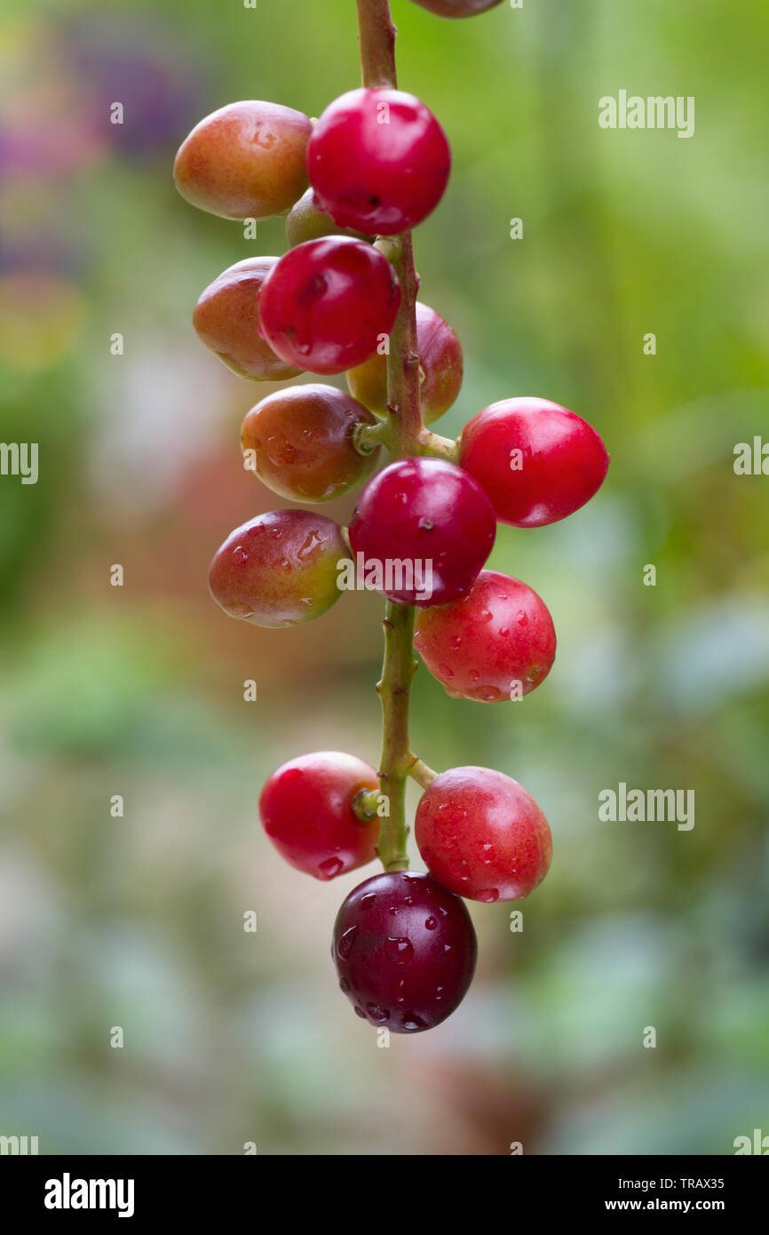 Bunte Beeren des Prunus Laurocerasus oder Cherry Laurel Stockfoto