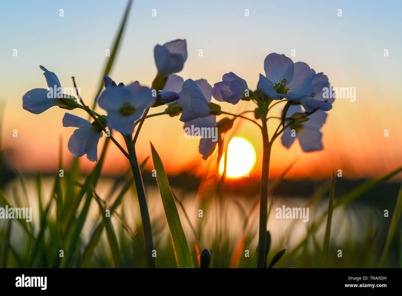 Sonnenuntergang auf der Wiese Stockfoto