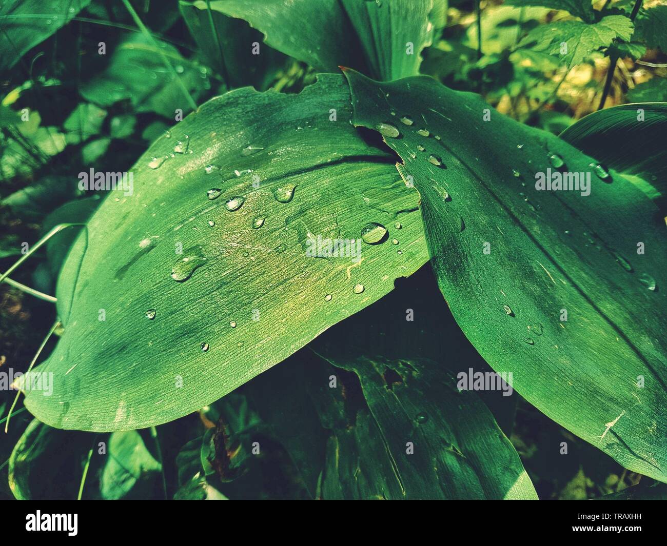 Grüne Blätter einer Pflanze nach einem Frühlingsregen Stockfoto