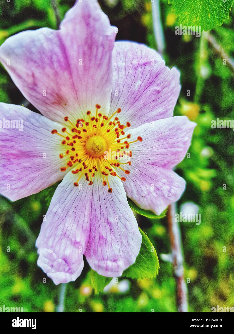 Frühling rosa Blüte einer Blume Stockfoto