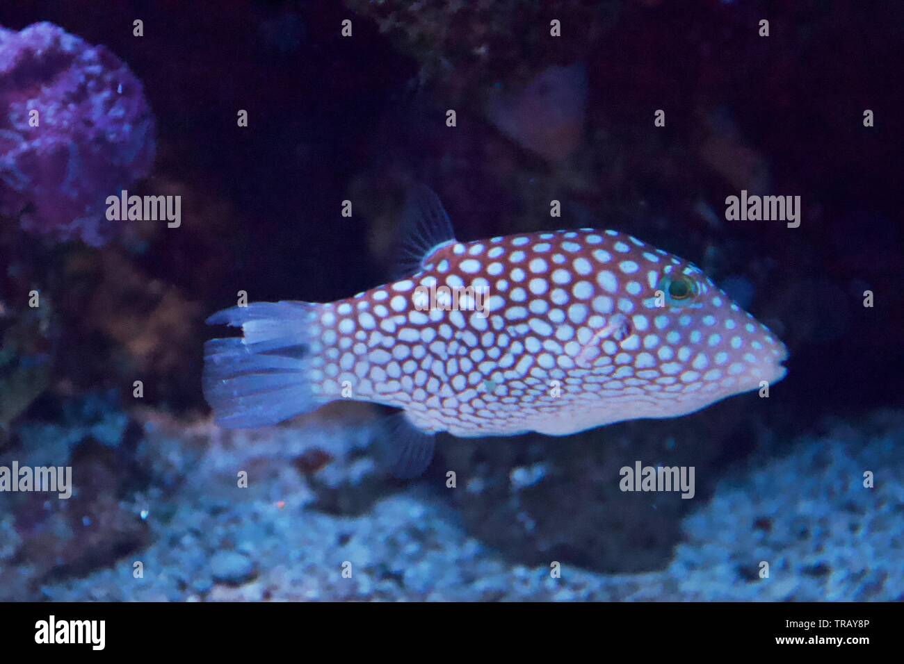 Hawaiian Whitespotted Toby oder Canthigaster jactator in Maui, Hawaii Stockfoto