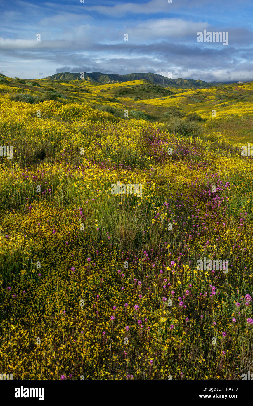 Eulen Klee, Monolopia, Coreopsis, Caliente, Carrizo Plain National Monument, San Luis Obispo County, Kalifornien Stockfoto