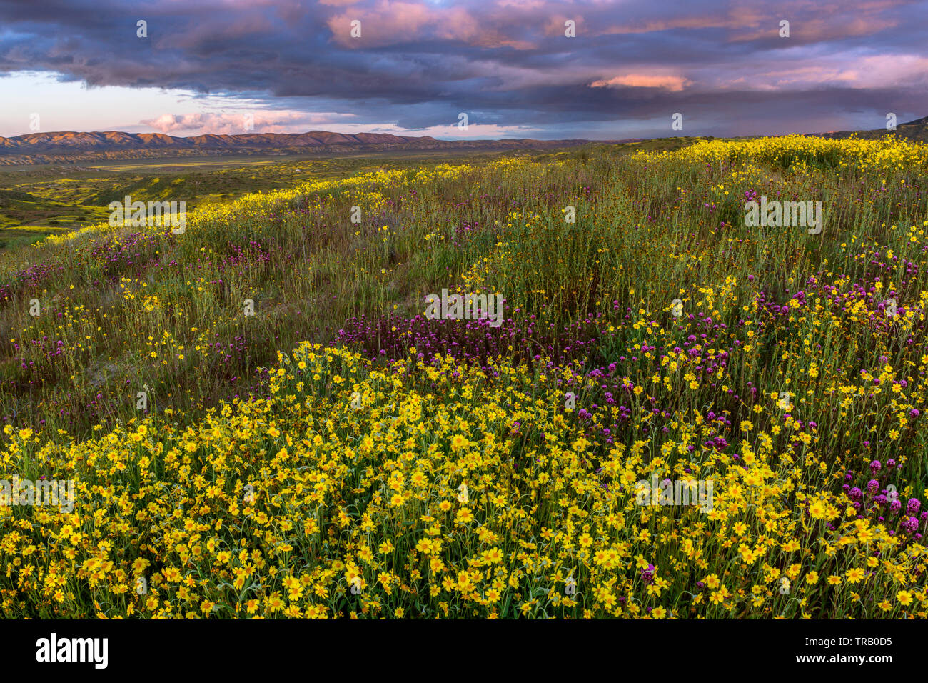 Sonnenuntergang, Monolopia, Eulen, Klee, Fiddlenecks, Caliente, Carrizo Plain National Monument, San Luis Obispo County, Kalifornien Stockfoto