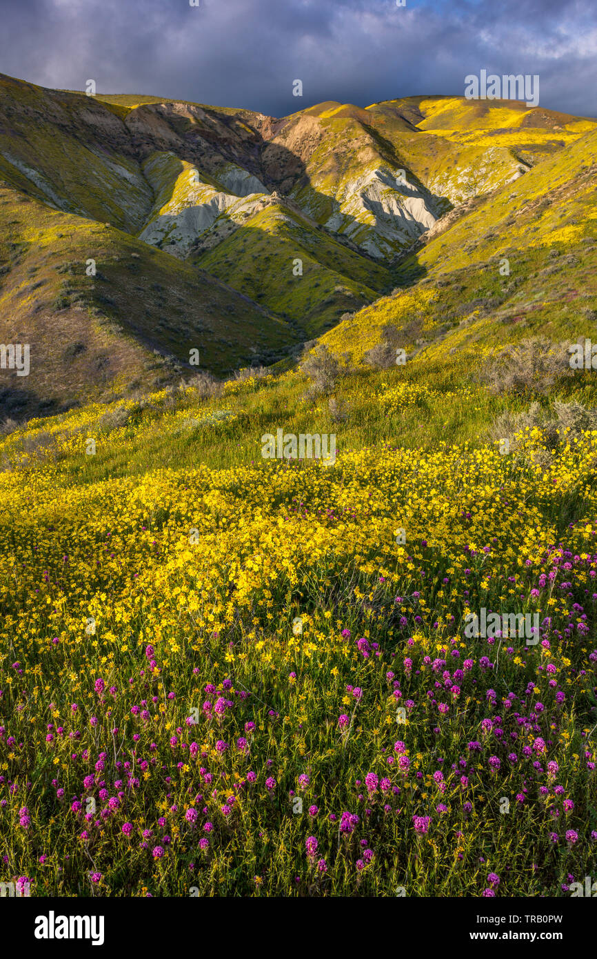 Eulen Klee, Tremblor Monolopia, Reichweite, Carrizo Plain National Monument, San Luis Obispo County, Kalifornien Stockfoto