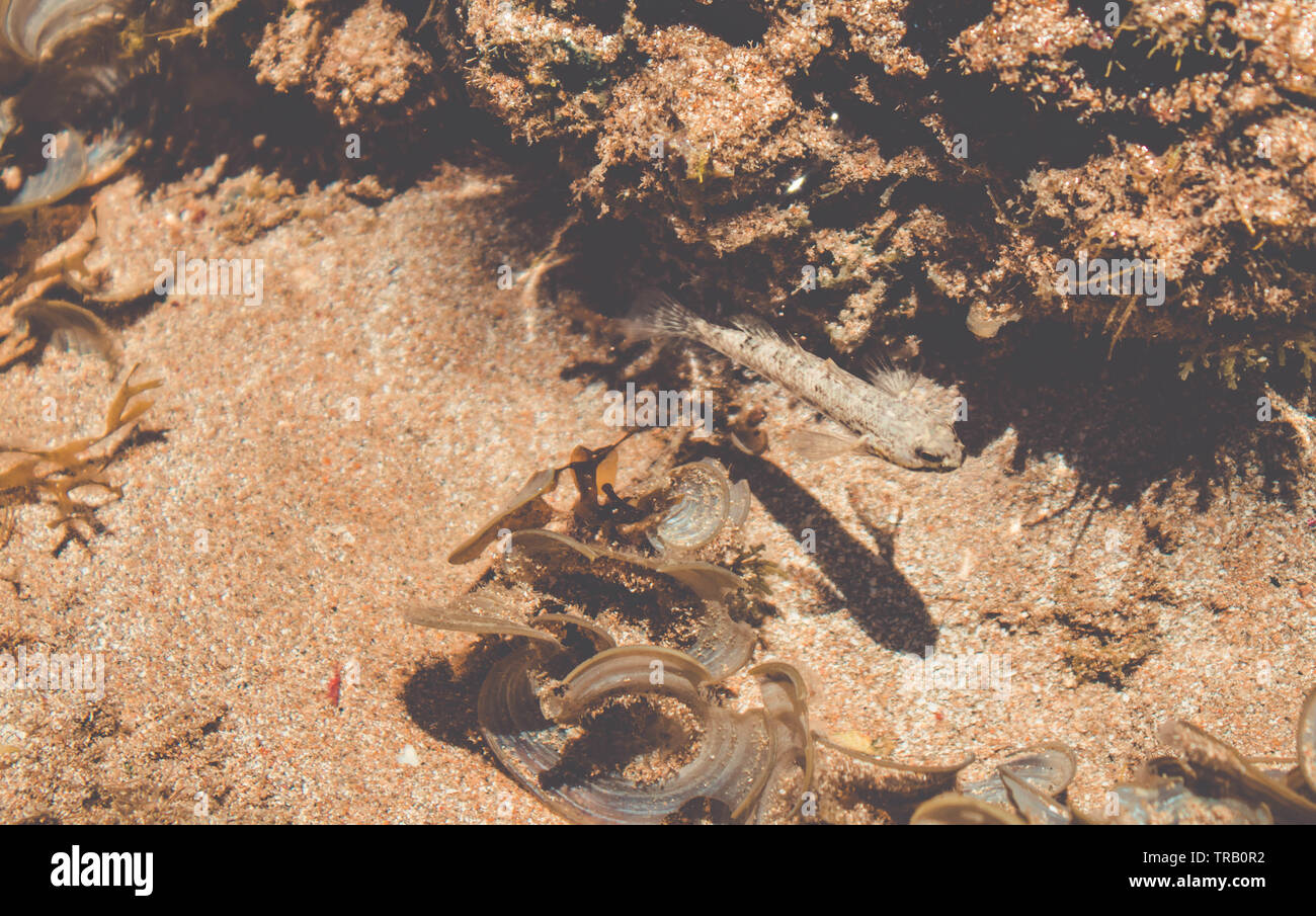 Kleine Fische im flachen Wasser. Algen am Strand Stockfoto