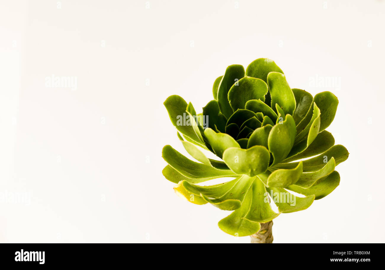 Einzelne helle grüne Arboreum (Sukkulente) Blume auf einem weißen Hintergrund Stockfoto