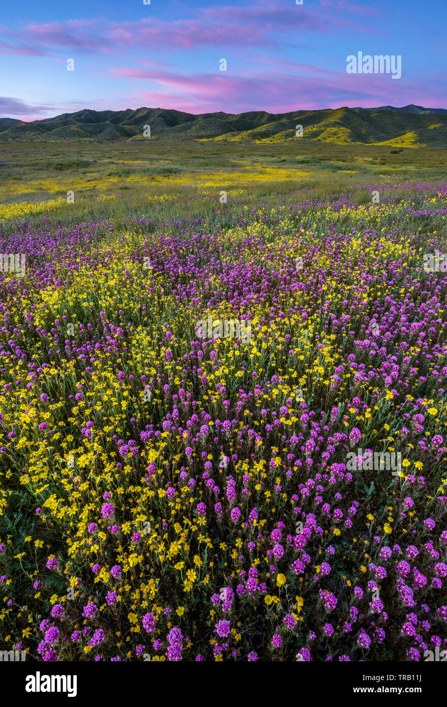 Eulen Klee, Monolopia, Caliente, Carrizo Plain National Monument, San Luis Obispo County, Kalifornien Stockfoto