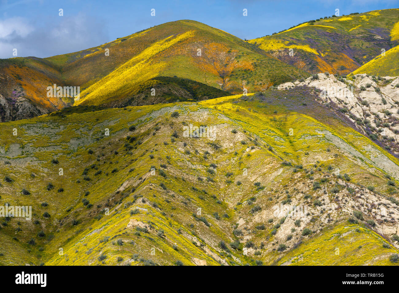 Monolopia, Fiddlenecks, Phacelia, Tremblor, Carrizo Plain National Monument, San Luis Obispo County, Kalifornien Stockfoto