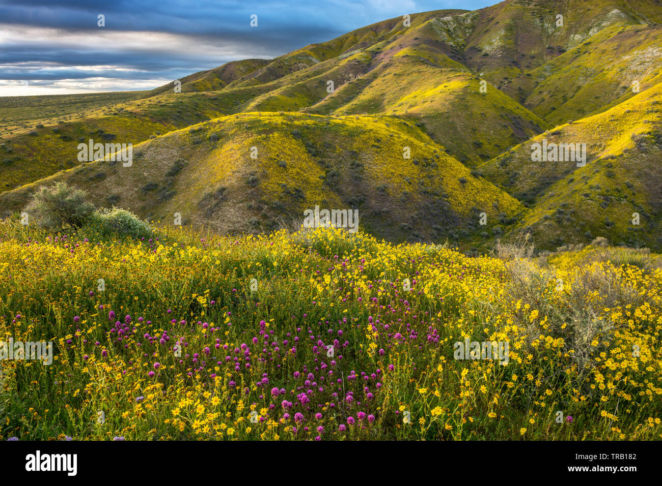 Eulen Klee, Monolopia, Tremblor Fiddlenecks, Reichweite, Carrizo Plain National Monument, San Luis Obispo County, Kalifornien Stockfoto