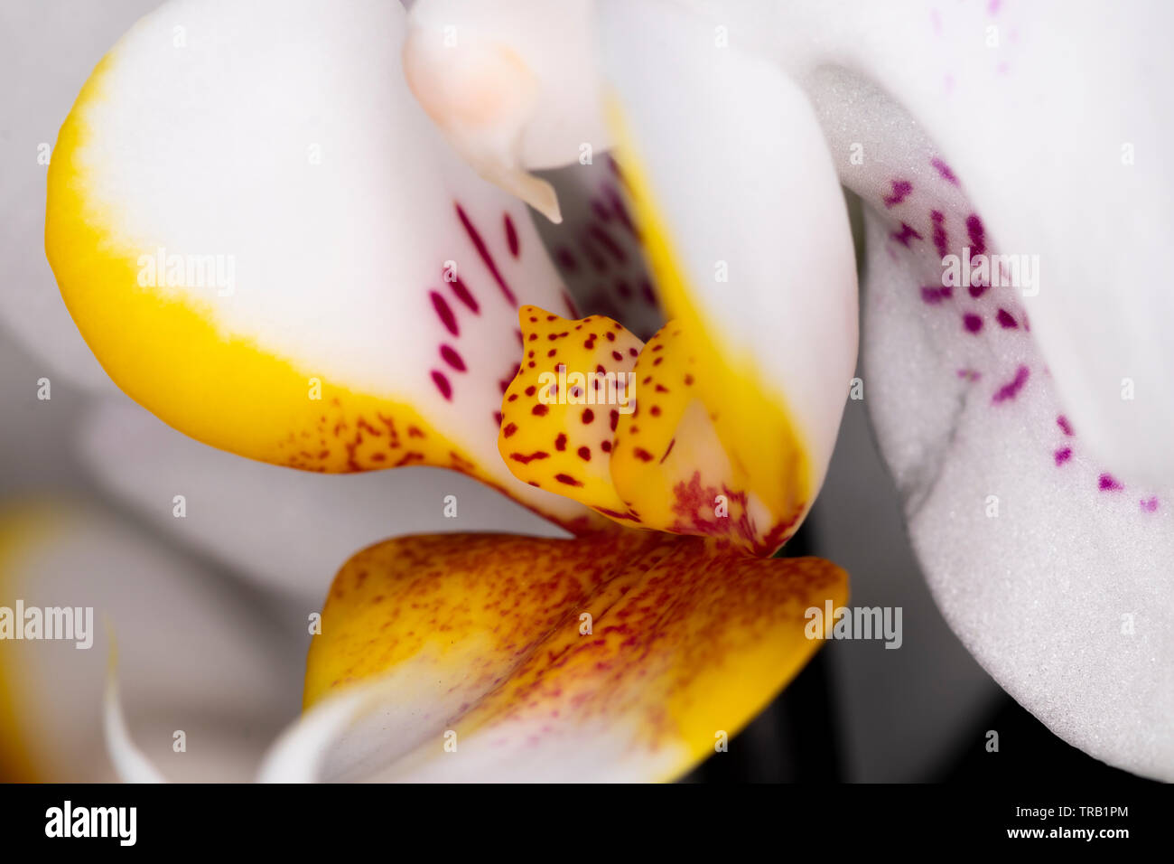 Mini Orchid Keramik Blütenkopf, Gattung Orchidaceae, Makro mit einer geringen Tiefenschärfe Stockfoto