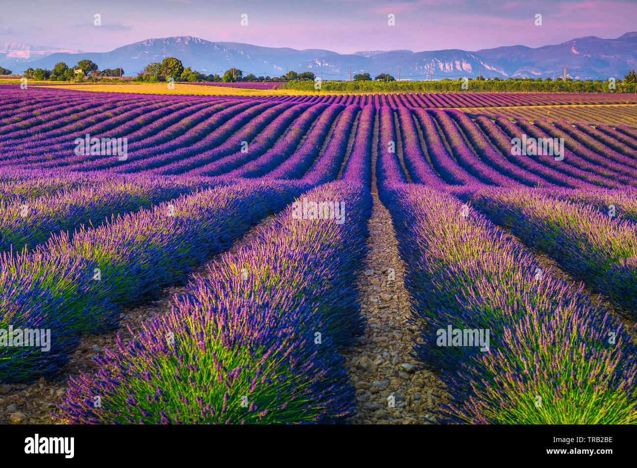 Spektakuläre lavendel Zeilen bei Sonnenuntergang. Malerische Lila Lavendelfelder und auf landwirtschaftlichen Flächen in der Region Provence, Frankreich, Europa Stockfoto
