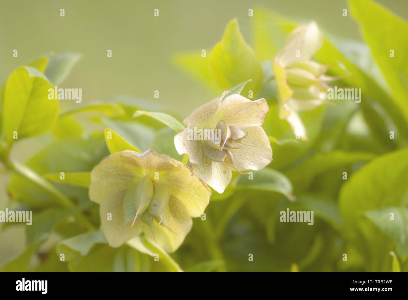 Korsische Nieswurz (Helleborus argutifolius) Blumen. Grüne Blumen der mehrjährige Pflanze in hahnenfuß Familie. Gemeinsamen Namen: Winter Rose, Christrose Stockfoto