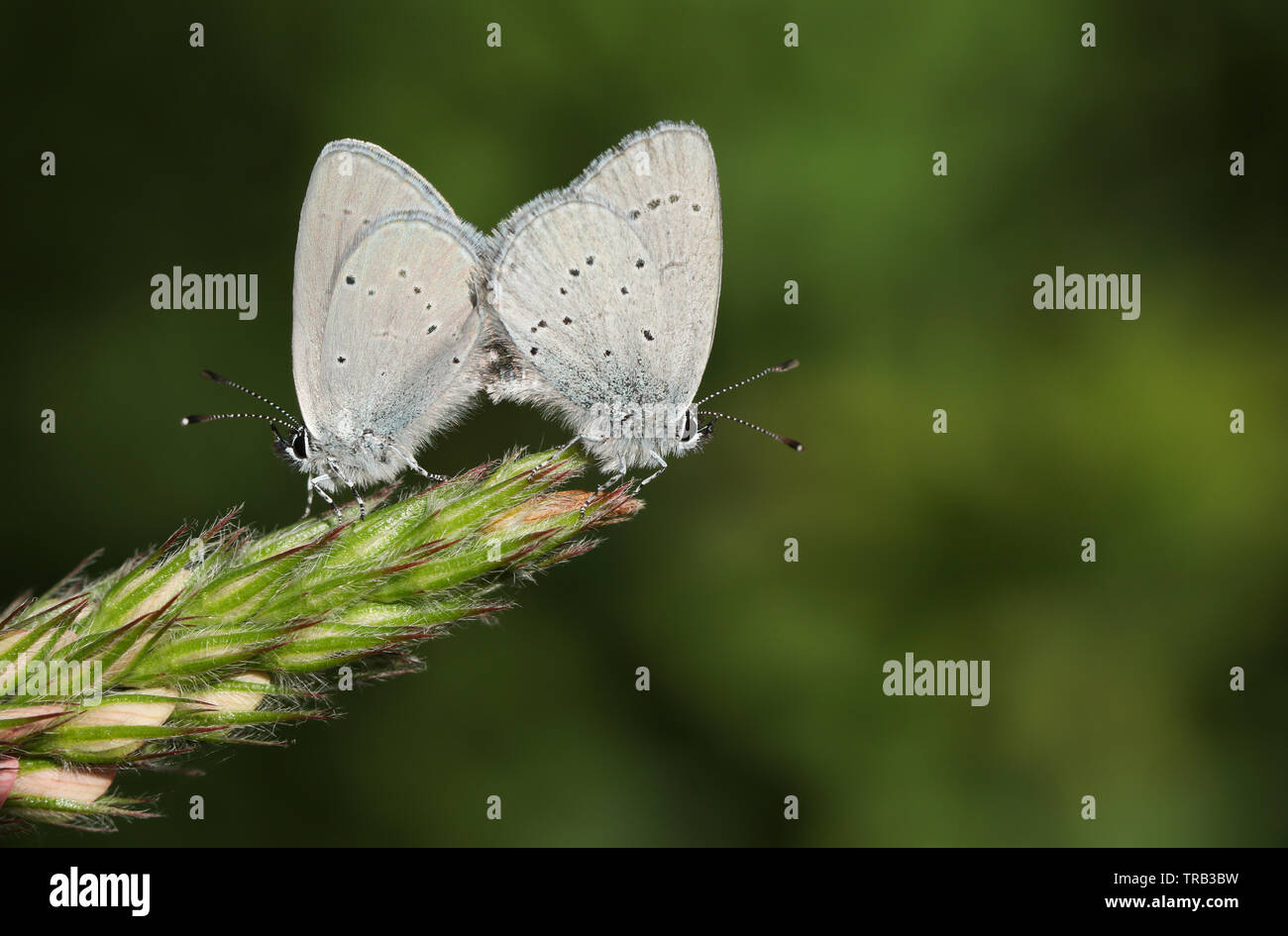 Ein paar der seltenen kleinen blauen Schmetterling Cupido minimus, hocken auf der Spitze einer Esparsette, onobrychis, Blume. Stockfoto