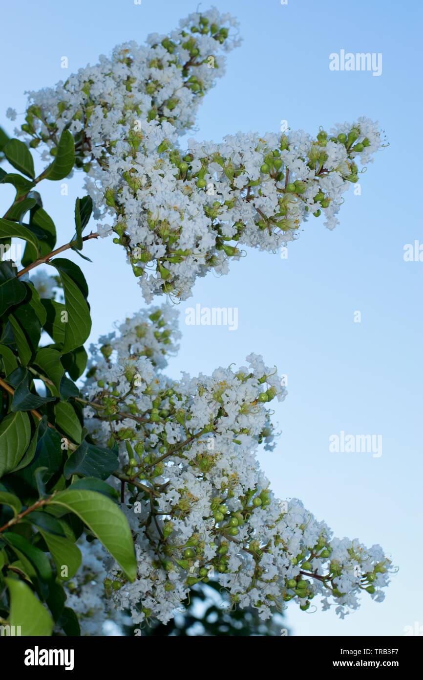 Weiße Blüten blühen auf ein Crepe Myrtle Baum (Lagerstroemia indica) am