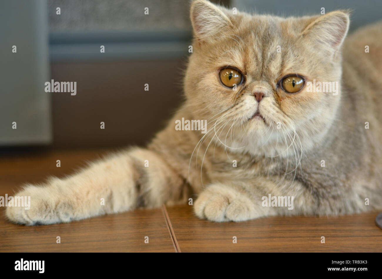 Exotische Kurzhaar Katze mit breiten Augen sitzt auf einem Holztisch Blick in die Kamera geben lustige Ausdrücke Stockfoto