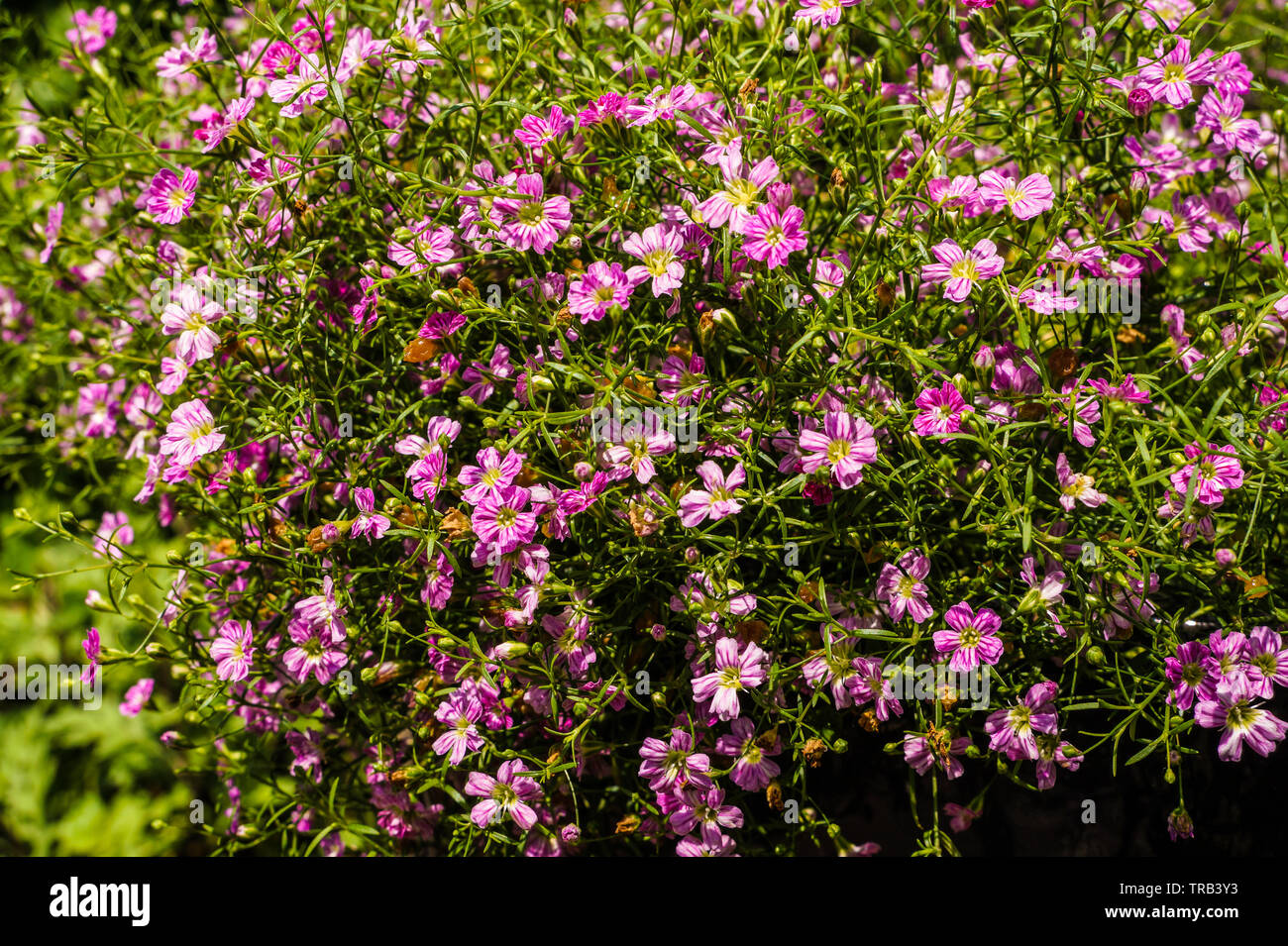 Kleine rosa Blumen blühen im Park Stockfoto