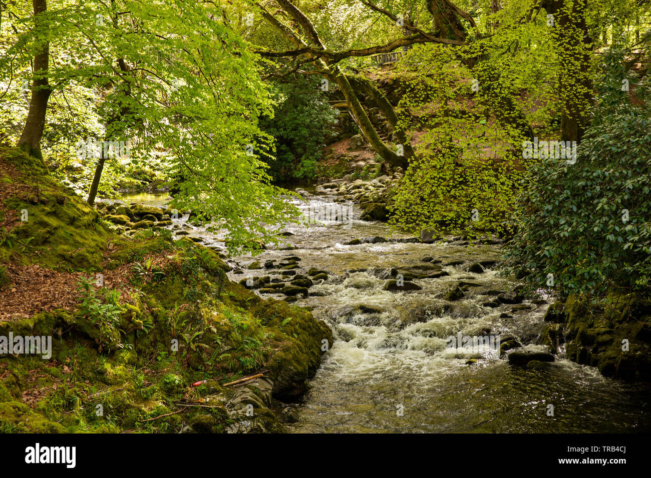 Nordirland, Co Down, Bryansford, Tollymore Forest Park, Shimna Fluss durch bewaldetes Tal fließt neben dem markierten Weg Stockfoto