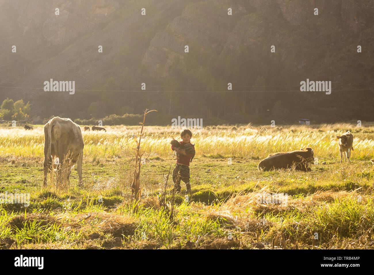 Ländlichen Peru - eine Szene aus einem peruanischen Dorf Secuani. Stockfoto