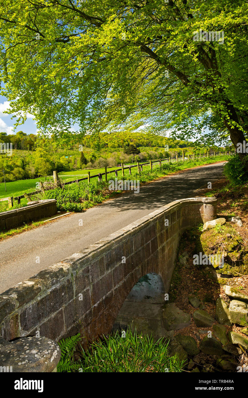 Irland, Co Louth, Halbinsel Cooley, Ravensdale Forest Park, Buche über Straße an der Marmor Brücke Stockfoto