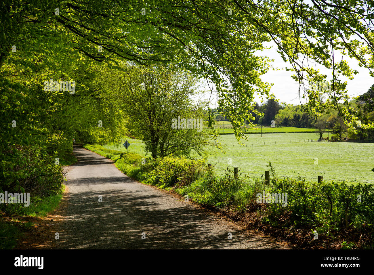Irland, Co Louth, Halbinsel Cooley, Ravensdale, buche Bäume über Fahrbahn bei ravensdale Forest Park Stockfoto