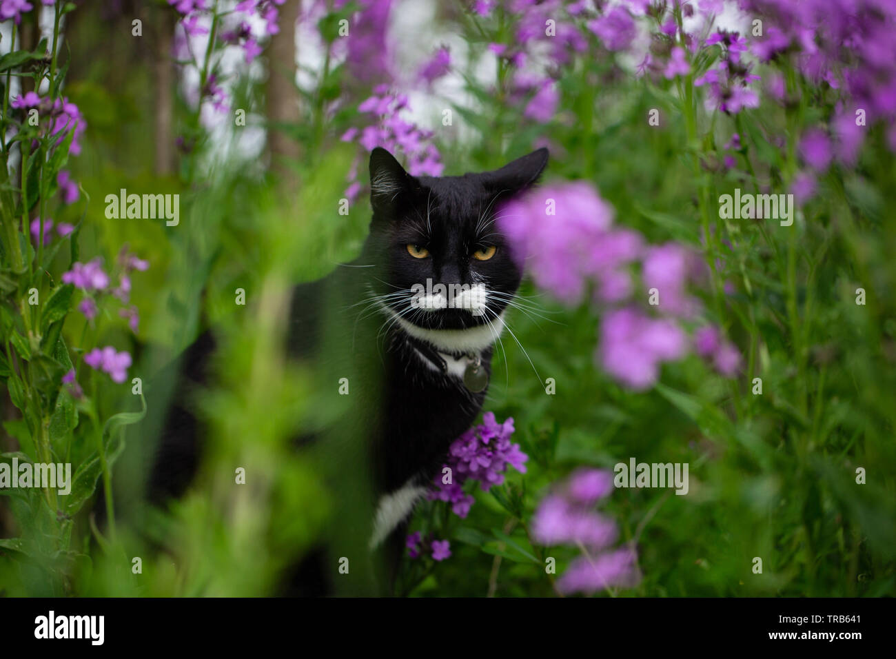Eine nette schwarze Katze mit weißen Schnurrbart achtsam und genießen die Präsenz im Garten, umgeben von Grün und rosa Blumen umgeben Stockfoto