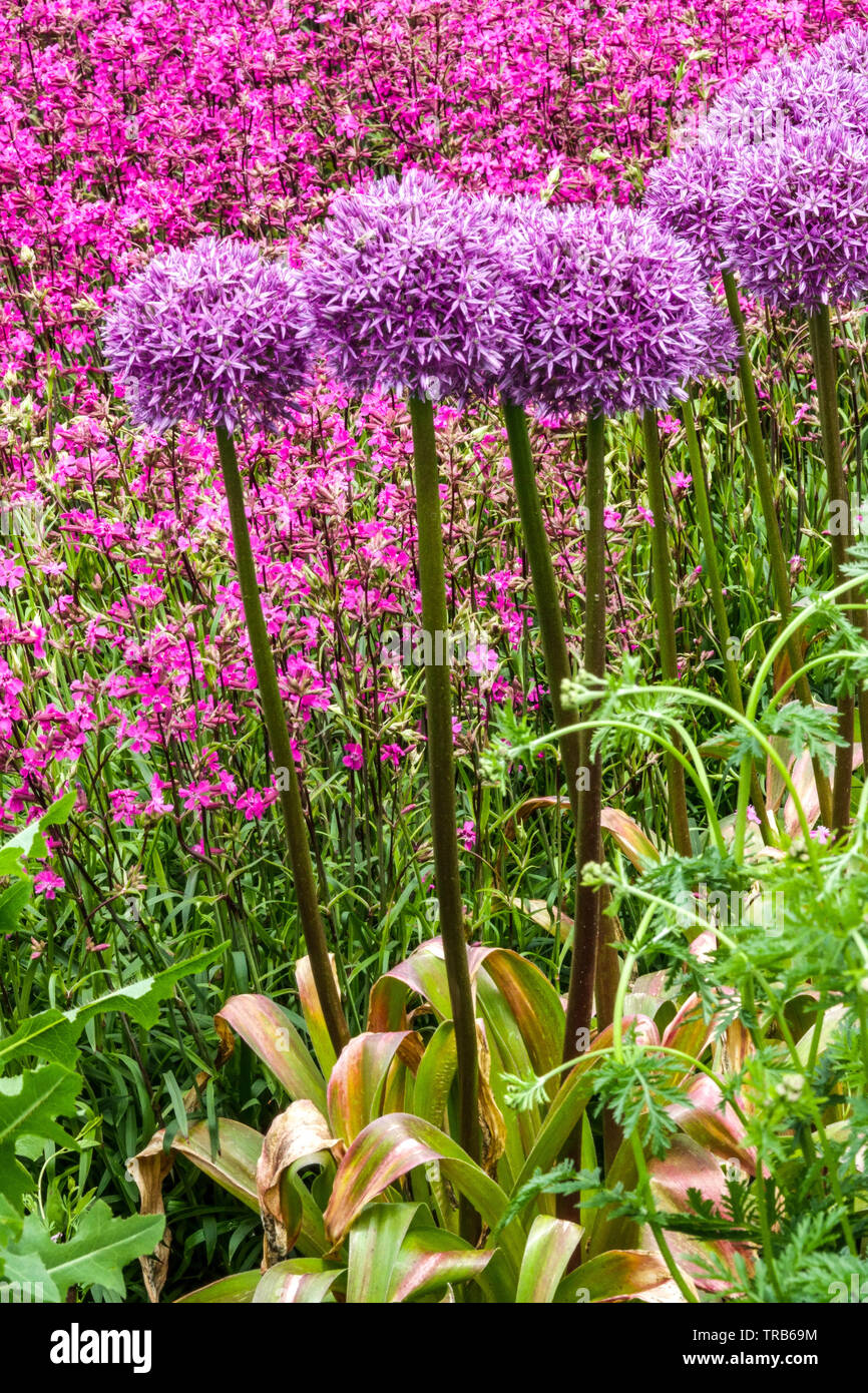 Lila Allium Globemaster, Sticky Catchfly, Farbkombination, Allium Ziergarten Rand Ornamental Zwiebel Stockfoto