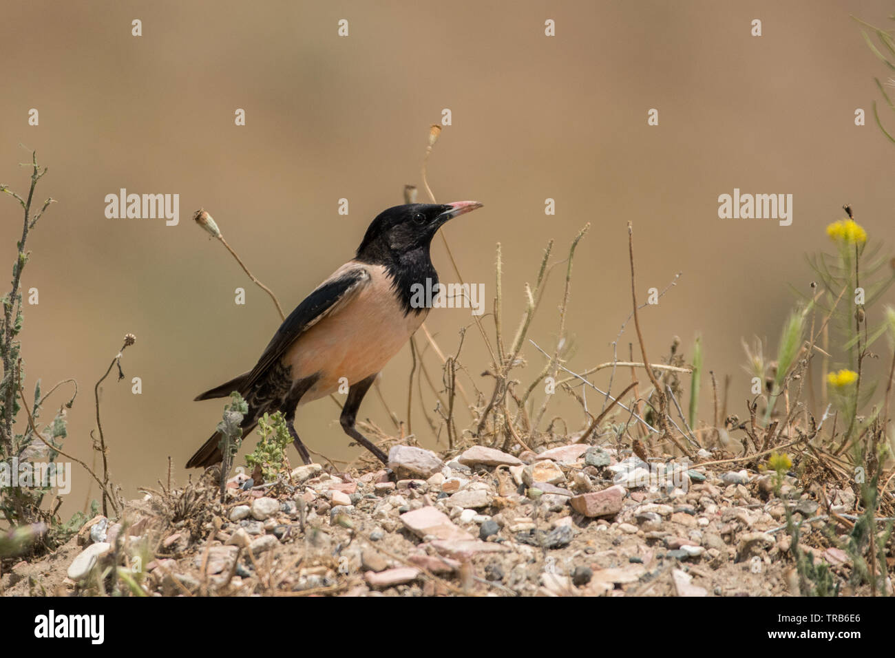 Atemberaubende Vogel Foto. Rosy Starling/Pastor roseus Stockfoto