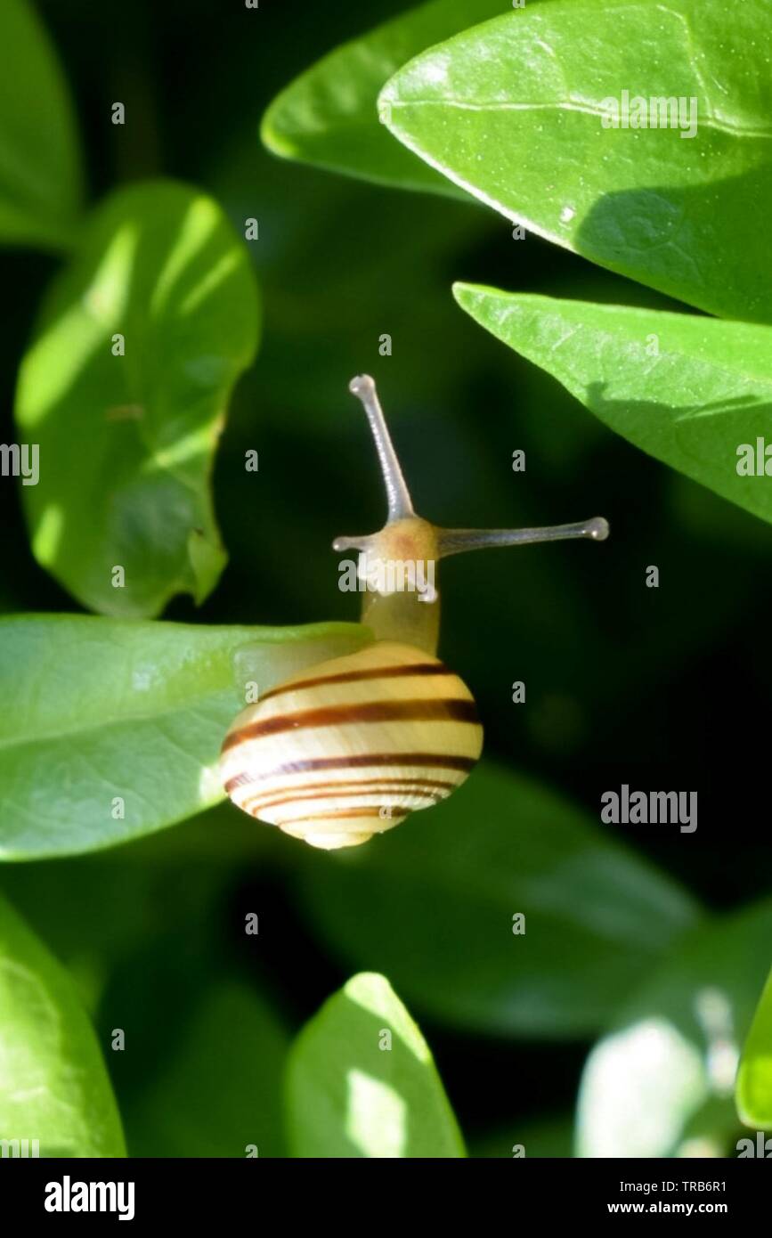 Schnecke Gesicht Stockfoto