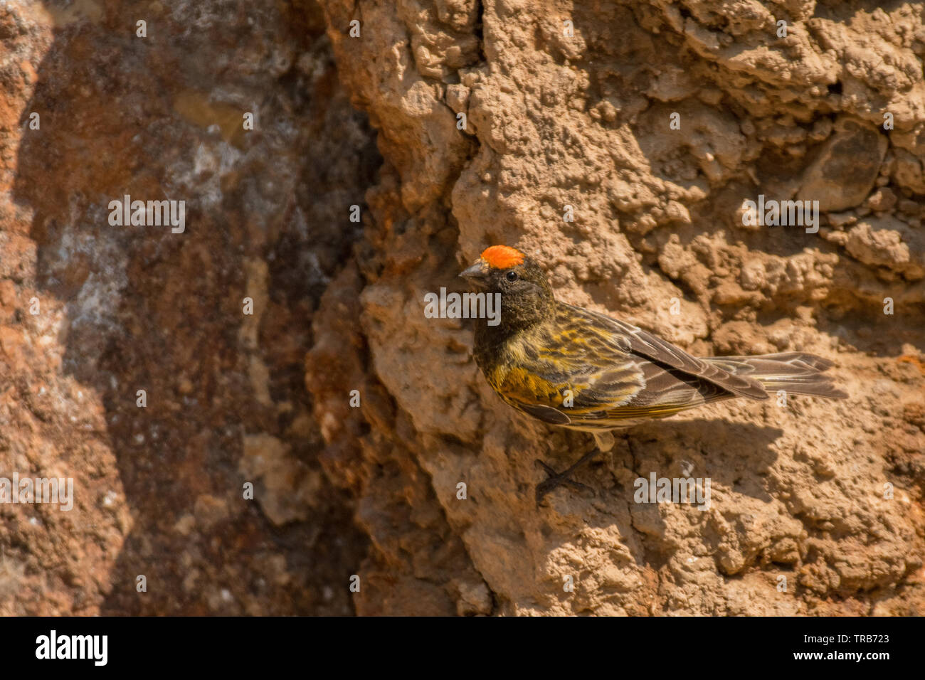 Atemberaubende Vogel Foto. Red-fronted Girlitz (Serinus Pusillus) auf dem Felsen. Stockfoto