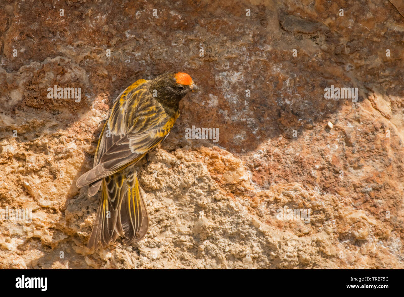 Atemberaubende Vogel Foto. Red-fronted Girlitz (Serinus Pusillus) auf dem Felsen. Stockfoto