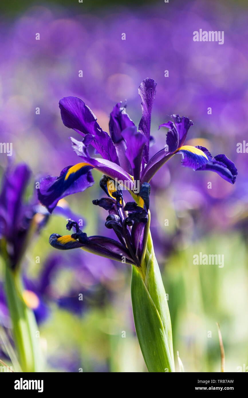 Ein Blumenbeet holländische Iris Purple Sensation hollandica Blumen in einem Garten. Stockfoto