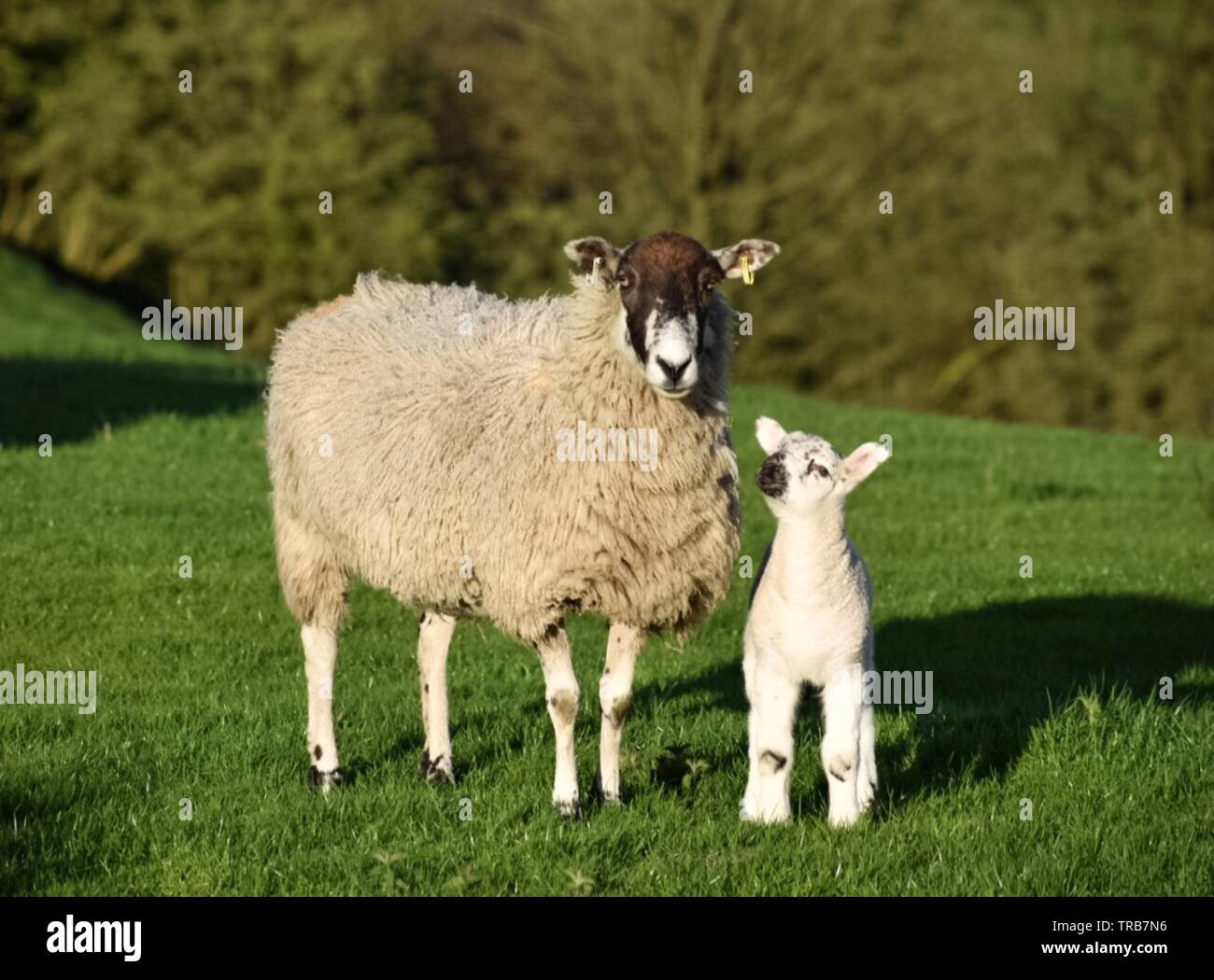 Baby Lamm zu seiner Mutter Stockfoto