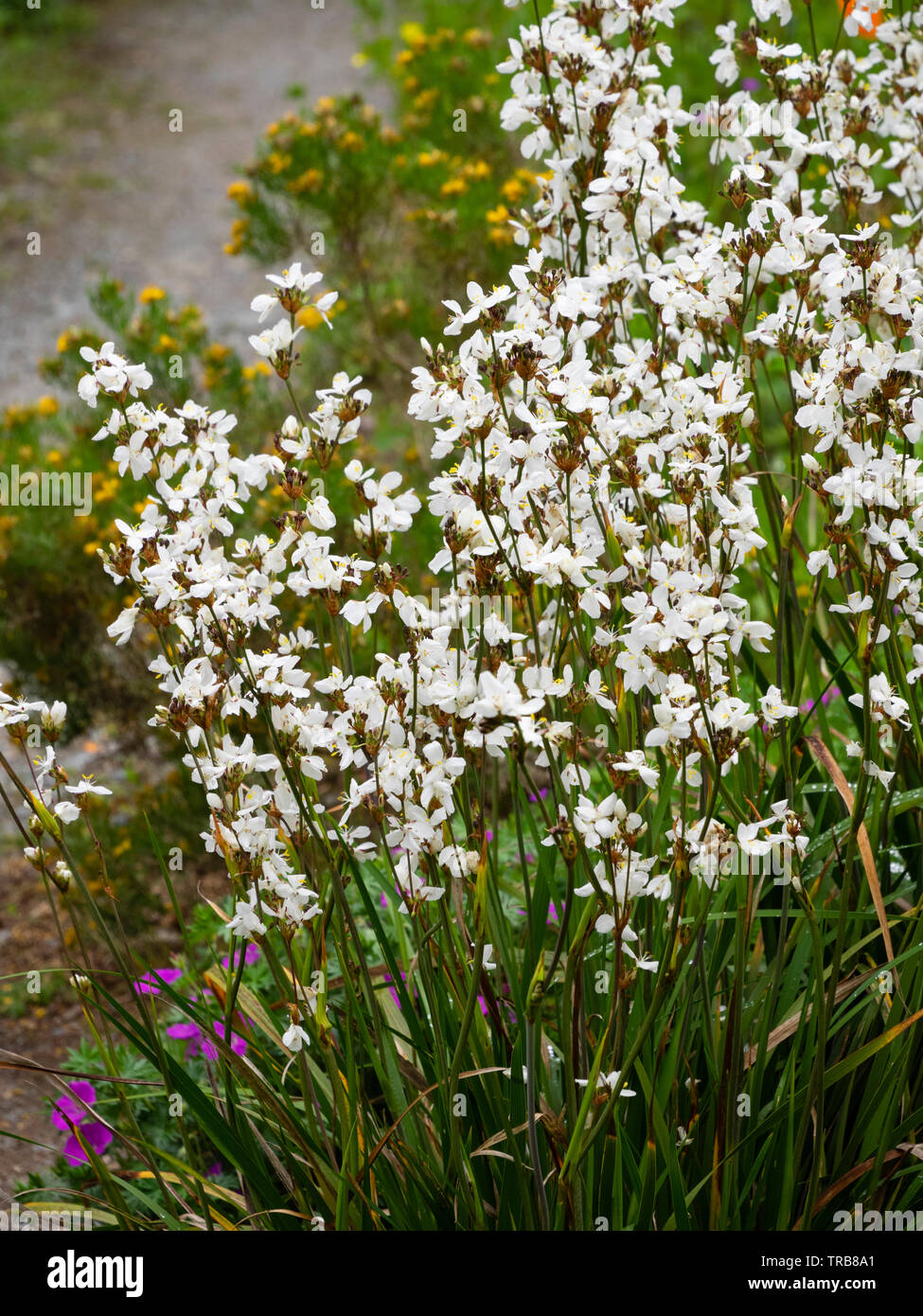 Anfang Sommer spitzen Der winterharte Staude weiß blühenden Neuseeland satin Blume Massierten, Libertia Formosa Stockfoto