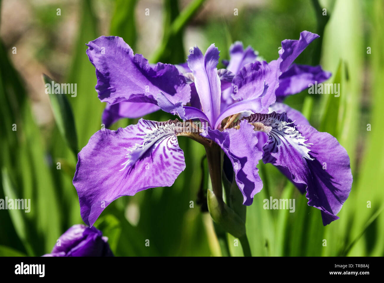 Blue Iris tectorum, die Blume in der Nähe Stockfoto