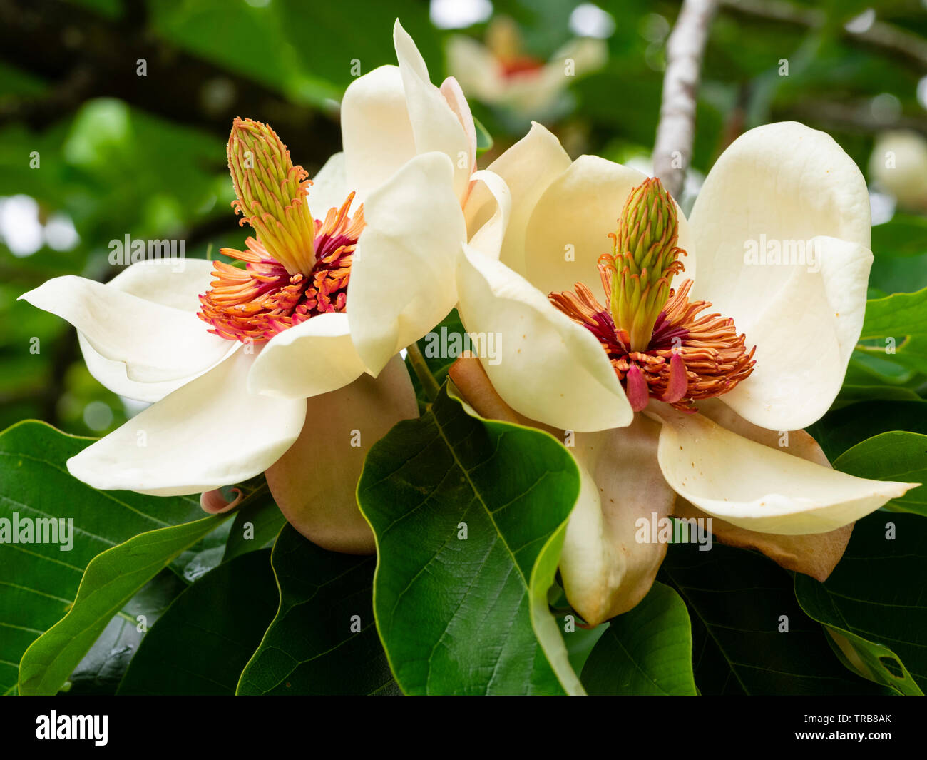 Elegante rote zentriert weiße Blüten von hardy kleiner Zierbaum, Magnolia x wieseneri Stockfoto