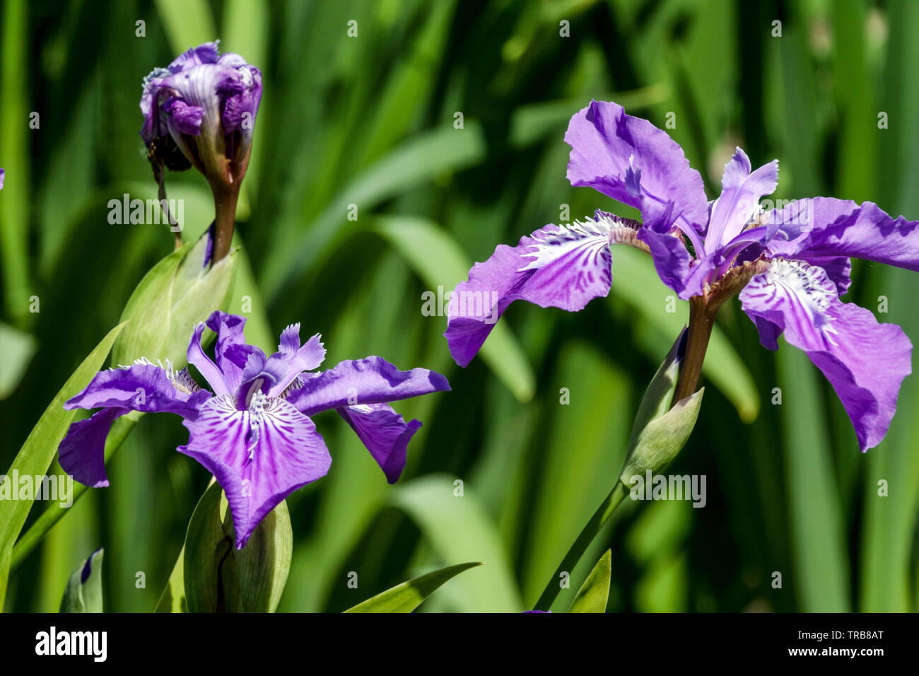 Blue Iris tectorum, die Blume in der Nähe Stockfoto