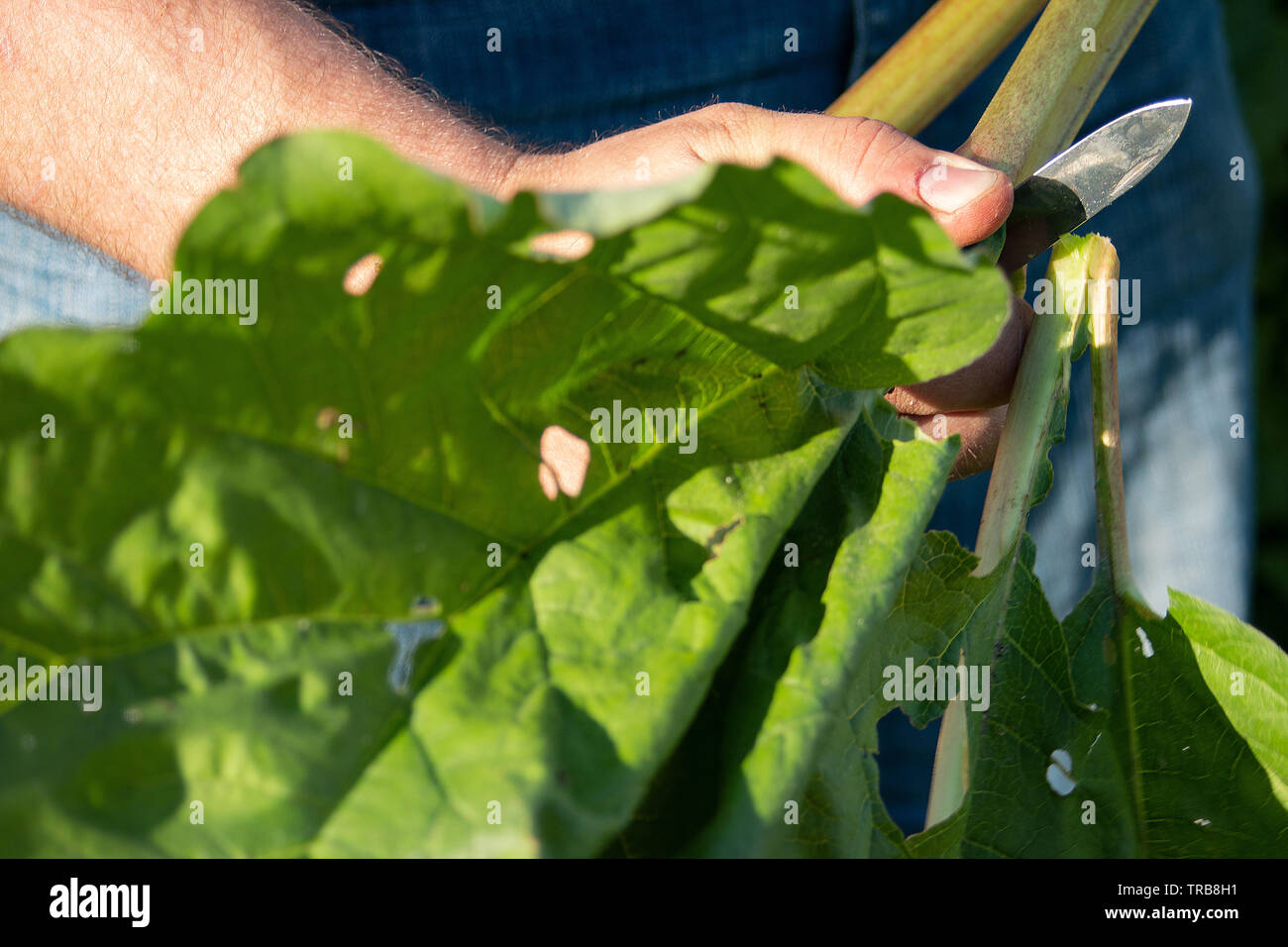 Hand halten und Schneiden frisches Grün Rhabarber stammt direkt aus dem Garten. Frisches Sommergemüse. Grün Rhabarber treibt. Pflanze, Rheum kultiviert. Stockfoto