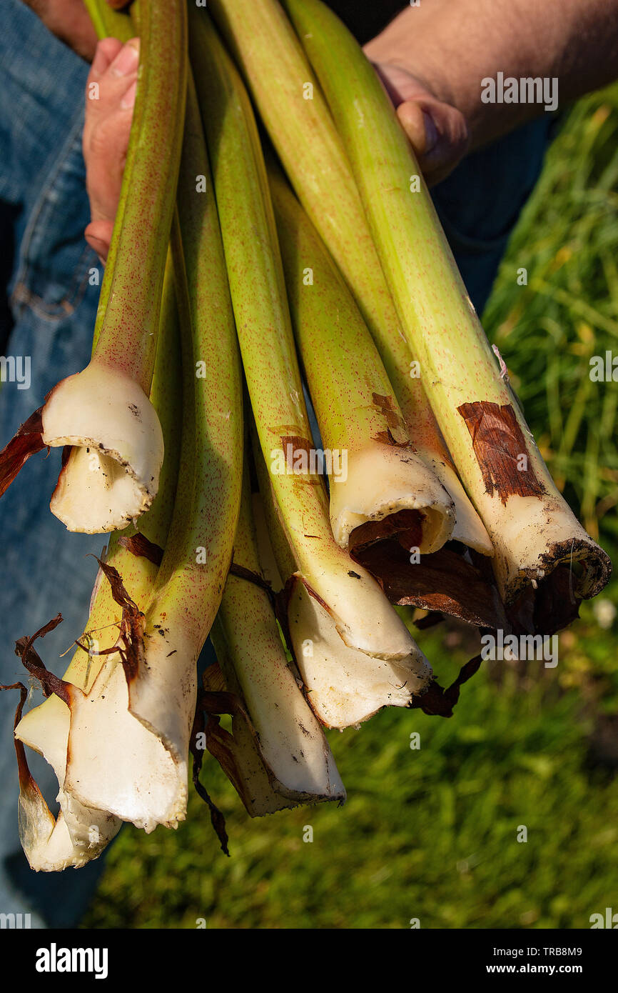 Mann hand mit frischem Grün Rhabarber stammt direkt aus dem Garten. Frische sommer frühling Gemüse. Pflanze, Rheum, Polygonaceae kultiviert. Stockfoto