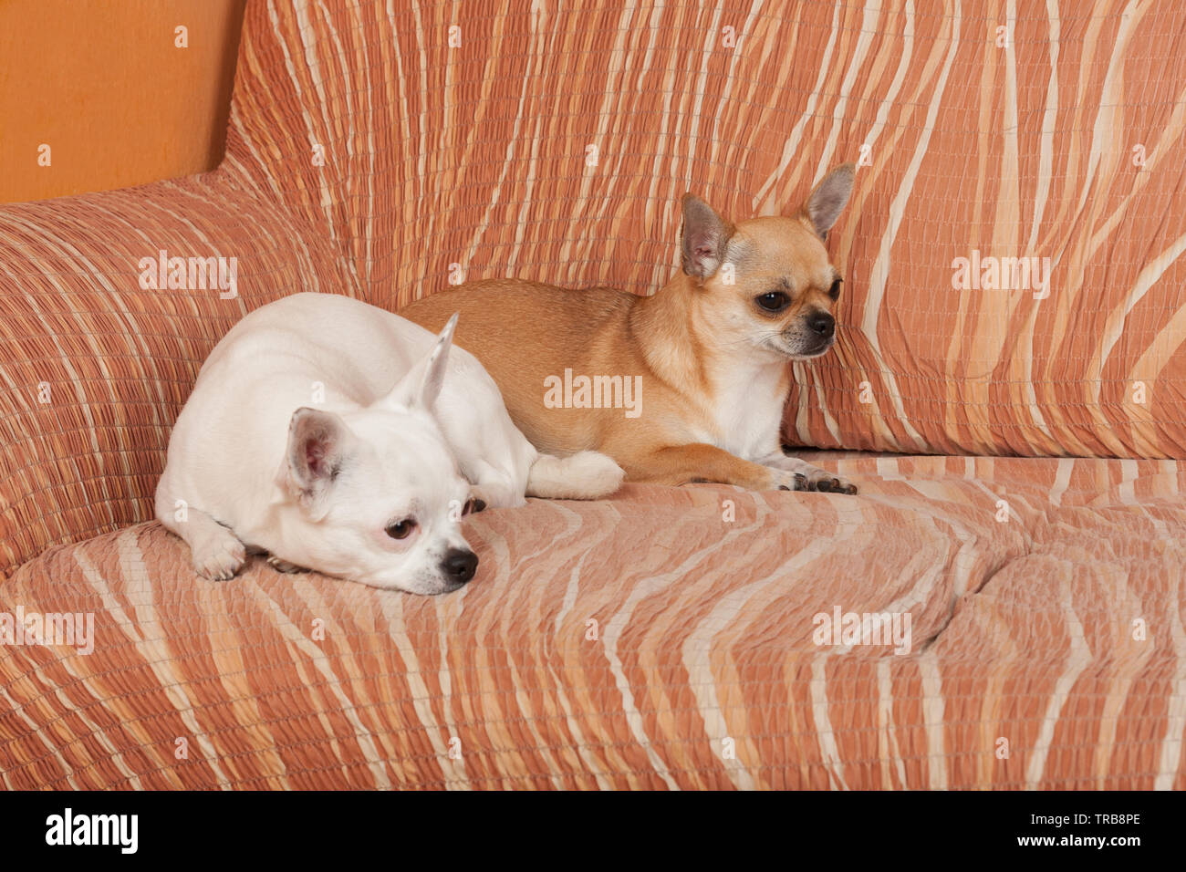 Zwei Chihuahua hunde liegen auf einem Sofa, 2,5 Jahre alt, Zimt weiblich und 5 Jahre alt - weiblich. Stockfoto