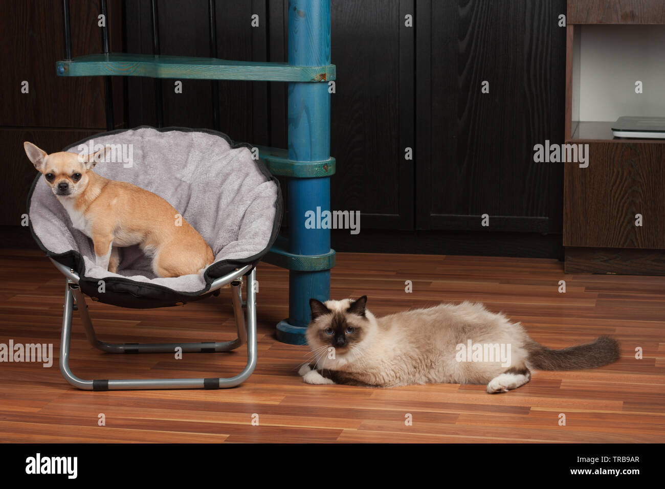 Chihuahua Sitzt Auf Pet Stuhl Und Katze Ist Auf Dem Boden