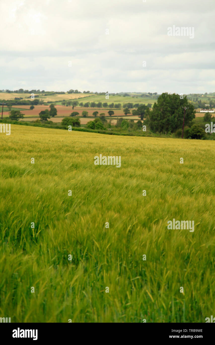 Weizenfelder in Devon Stockfoto