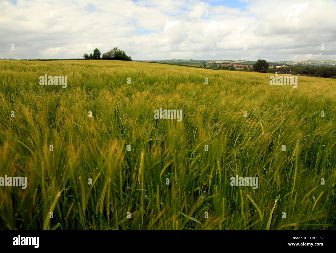 Weizenfelder in Devon Stockfoto