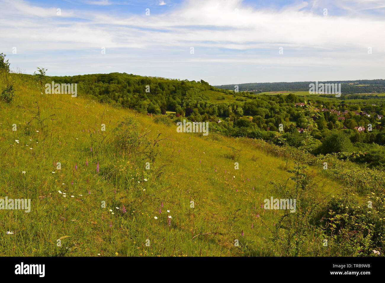 Die Chalk Hang mit Wildblumen an Fackenden SSSI hinunter in Richtung Otford und Sevenoaks Anfang Juni. Darent Tal Stockfoto