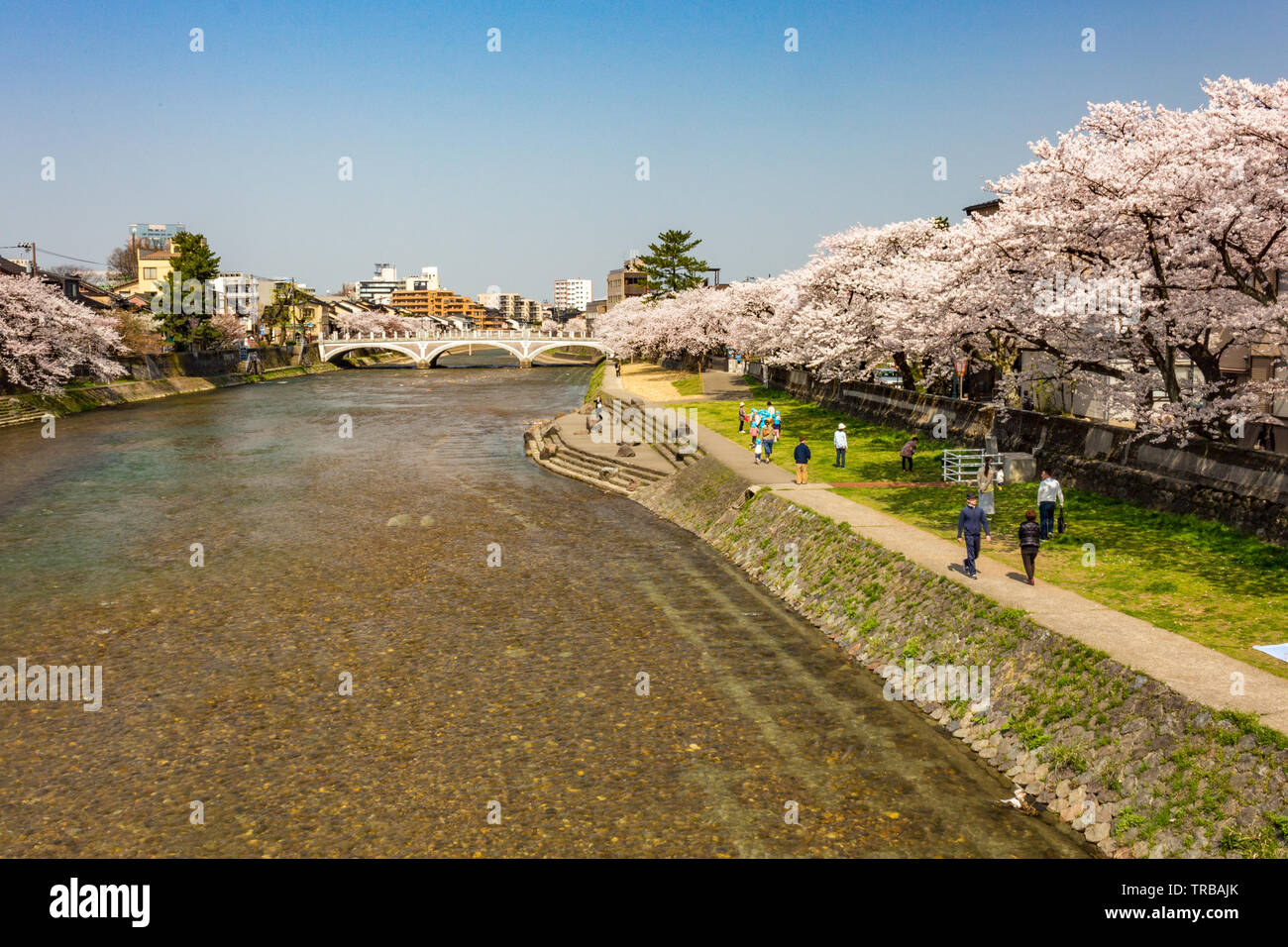 Blick auf den Fluss und die Brücke, Asanogawa mit Kirschblüten in der Blüte. Kanazawa, Präfektur Ishikawa, Japan. Stockfoto