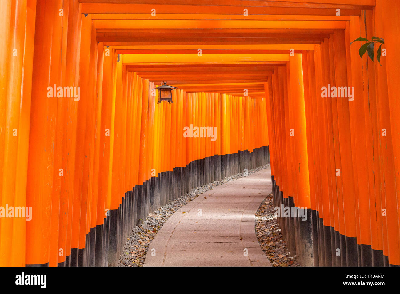 Hunderte von roten Holz- toriii Gates in Fushimi Inari Taisha Shrine von der Fuchs Gott Inari, Fushimi-ku, Kyoto, Japan. Das torii markiert symbolisch die se Stockfoto