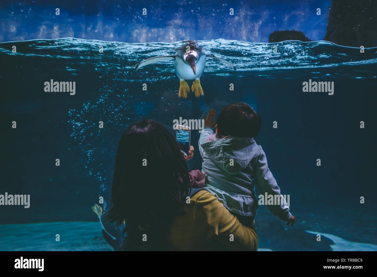 Eine Verbindung zwischen Kind und Pinguin in einem Aquarium, Melbourne, Australien Stockfoto
